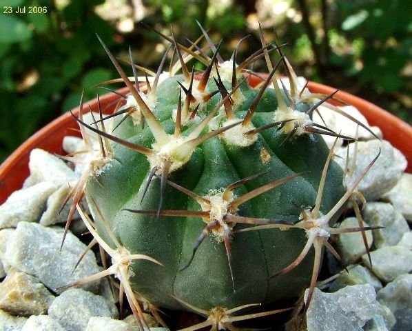 Acanthocalycium _glaucum _P143 _(Echinopsis glaucina)_ 02